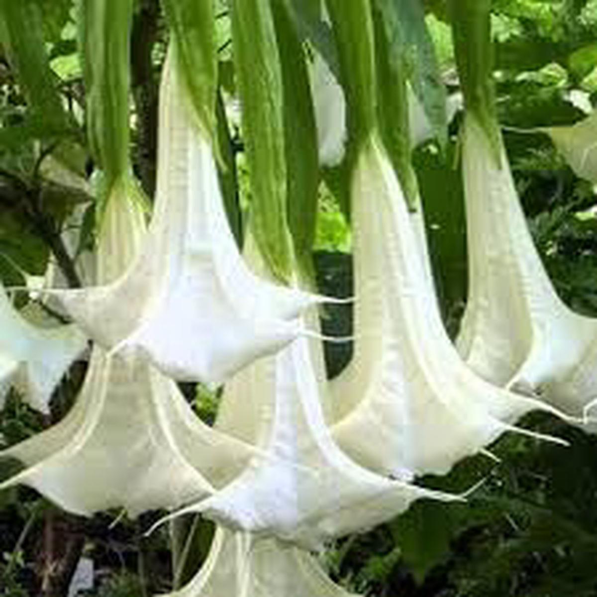 Engelstrompete Flower Seeds for Planting  Heirloom, Non-GMO, High Germination Organic Garden Seeds