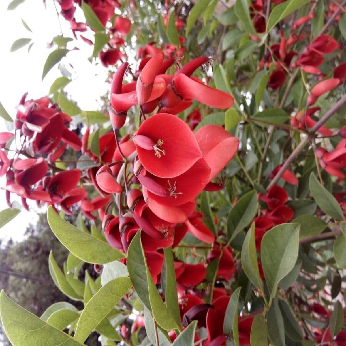\Heirloom Non-GMO Erythrina Crista-Galli Flower Seeds for Planting  Exotic Coral Tree Blooms for Tropical Gardens