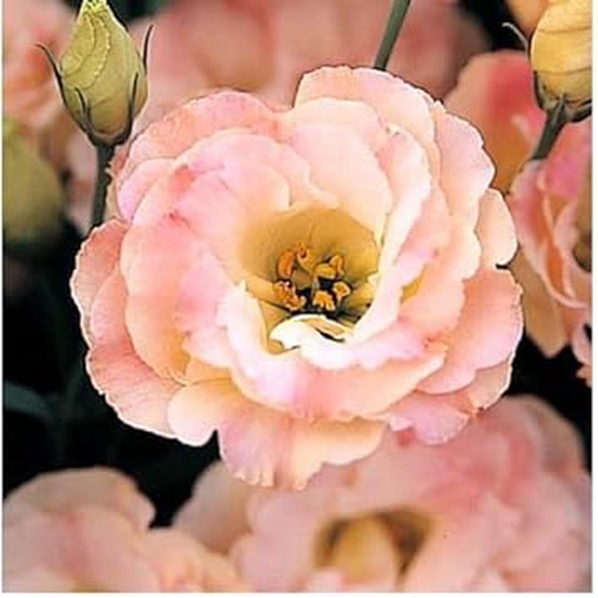 Baby Pink Eustoma (Lisianthus) Flower Seeds  Heirloom, Non-GMO, High Germination Organic Garden Seeds for Planting Elegant Blooms