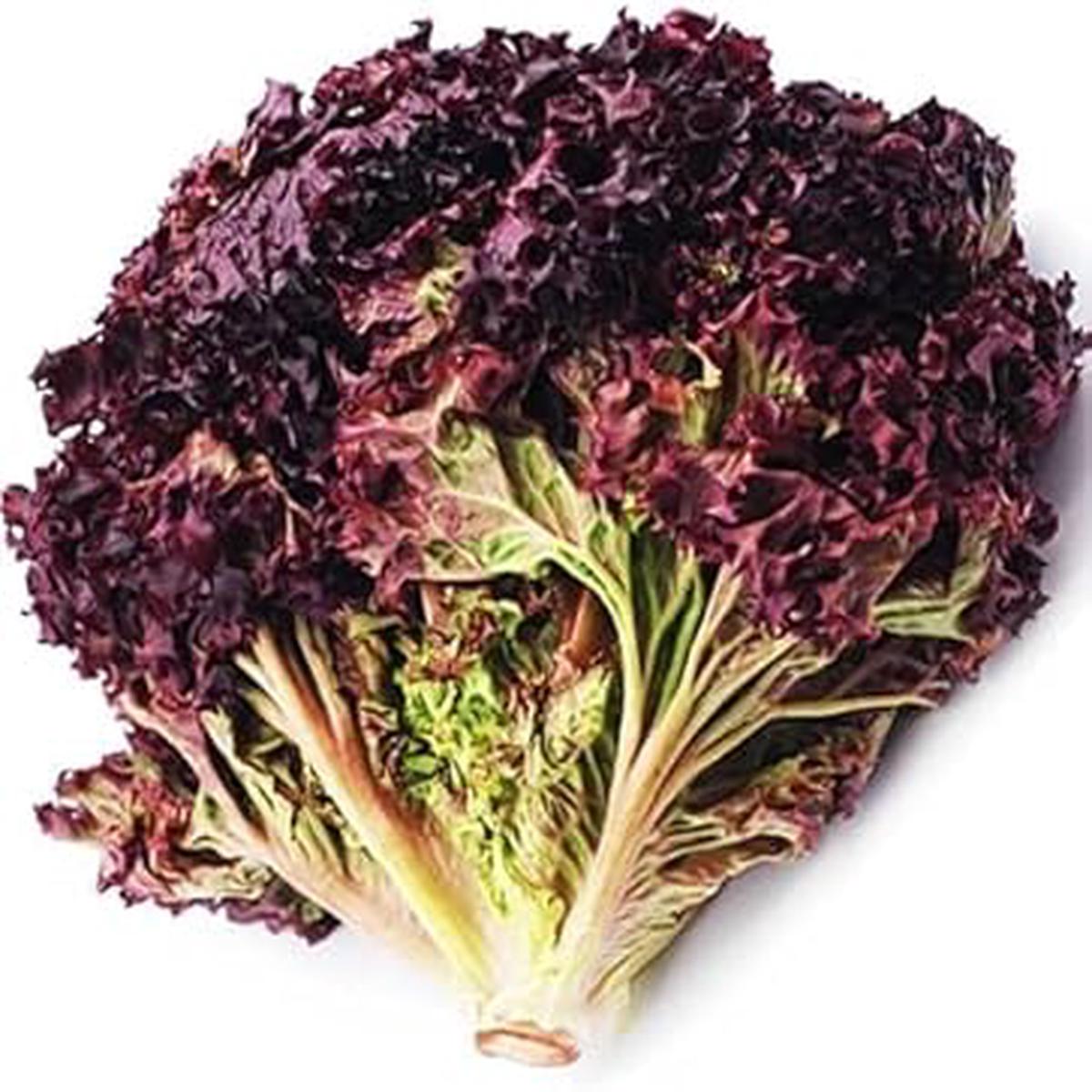 Black Red Lettuce Seeds for Planting | Heirloom, Non-GMO, High Germination, Organic Garden Seeds