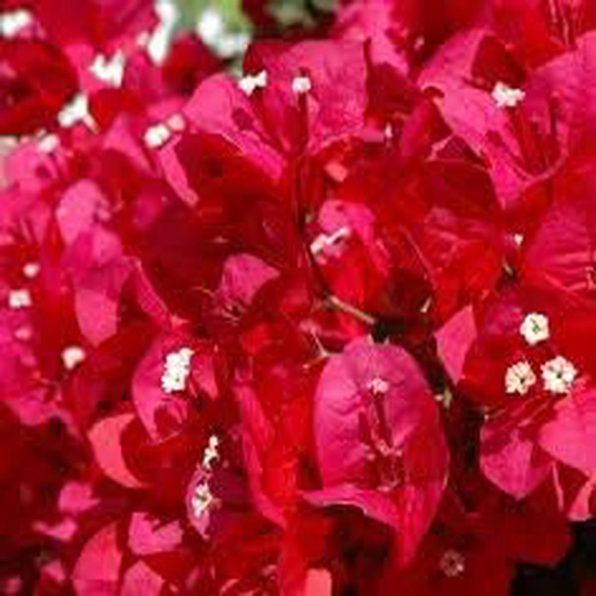 Brick Pink Bougainvillea Flower Seeds  Heirloom Non-GMO Seeds for Vibrant Garden Planting