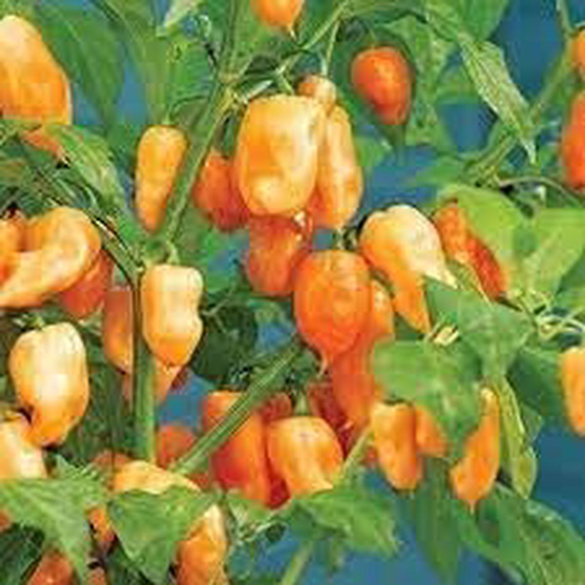Habanero Chili Seeds for Planting  Heirloom, Non-GMO, High Germination, Organic Garden Seeds