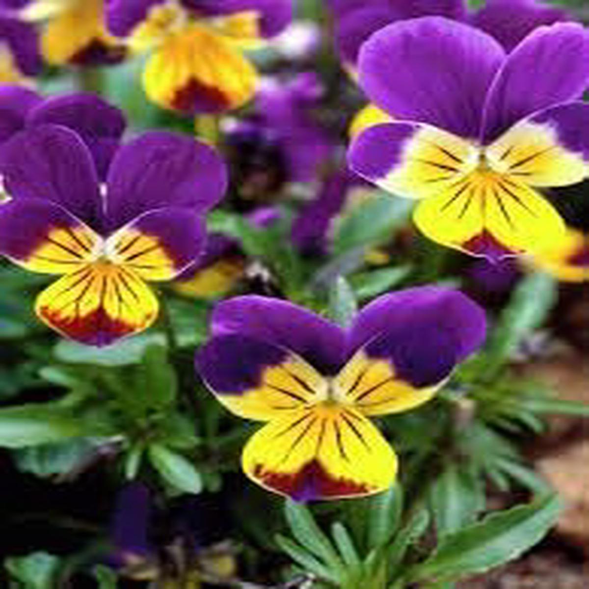 Johnny Jump Ups Flower Seeds for Planting  Heirloom Non-GMO Seeds, Colorful & Edible Garden Blooms, High Germination