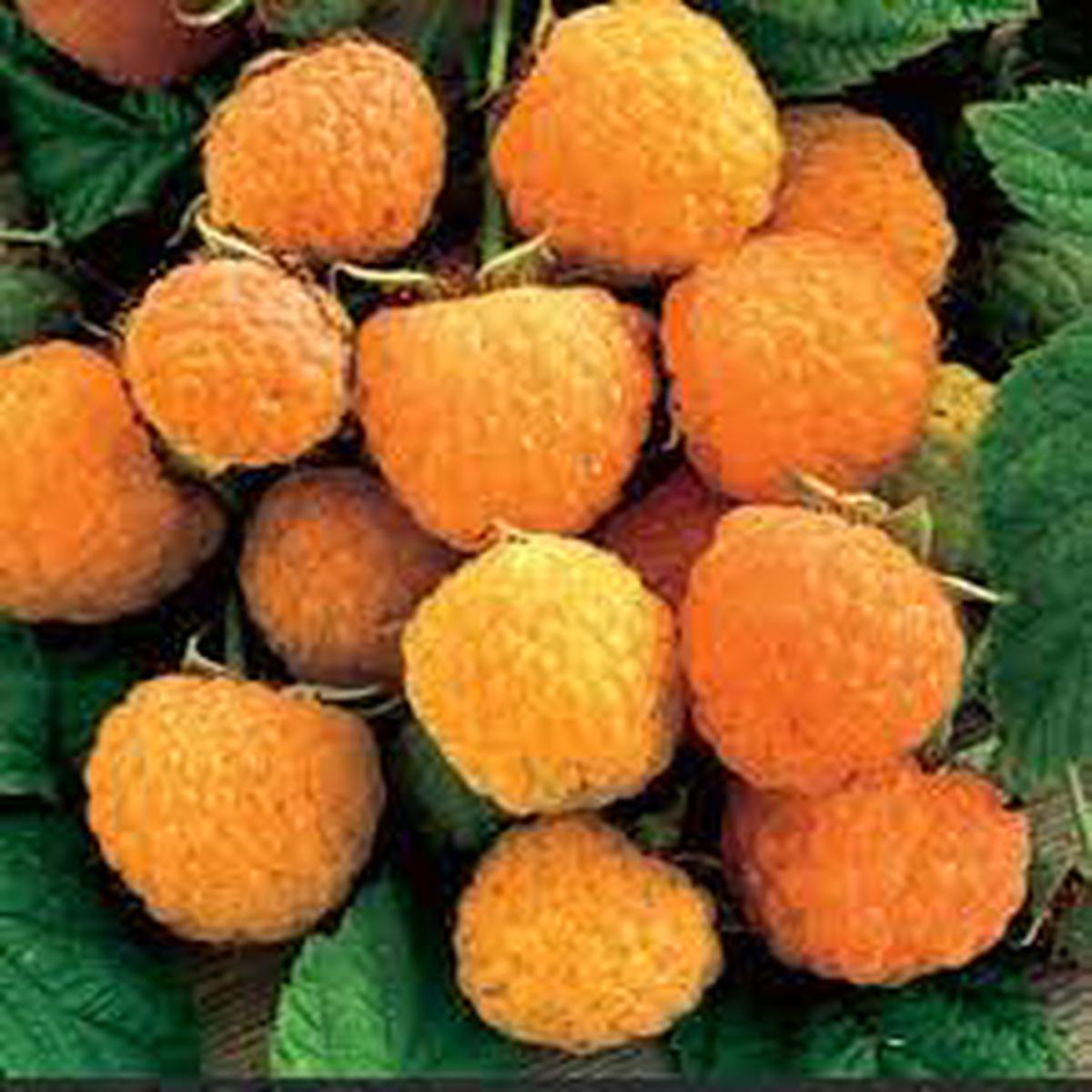 RARE Anne Yellow Raspberry Fruit Seeds for Planting  Ideal Home Garden, Heirloom & Non-GMO Seeds