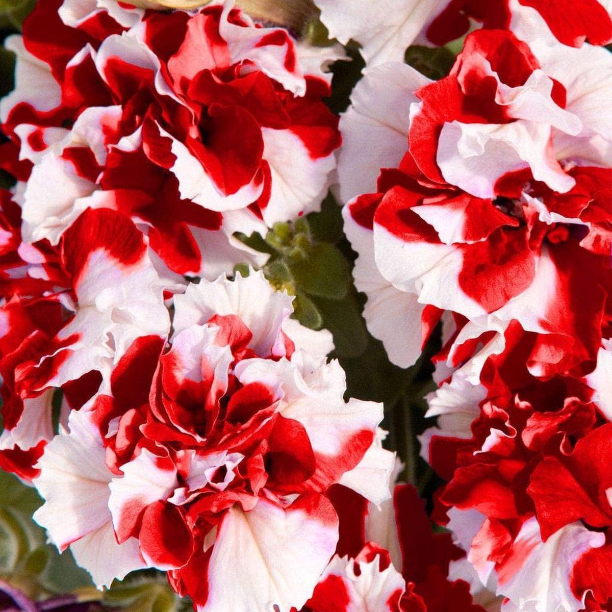 Red White Double Petunia Flower Seeds for Planting  Heirloom, Non-GMO, High Germination Organic Garden Seeds